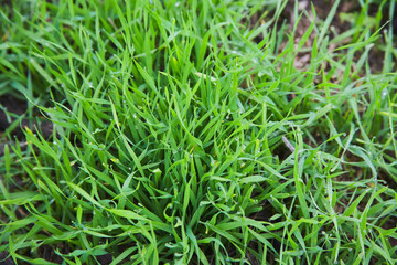 Green grass with dew drops on it
