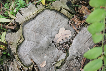A close-up of an oak tree stump and a dry oak leaf on it