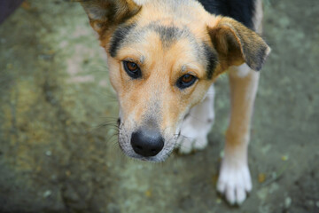 a mongrel dog’s muzzle сlose-up