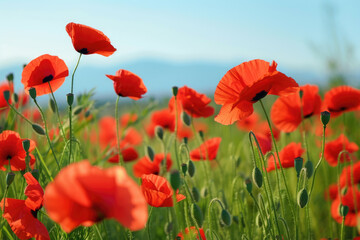 field of poppies swaying gently in the breeze under a clear blue sky