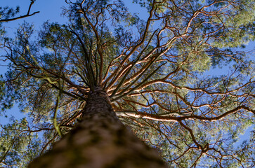European flora - pine tree