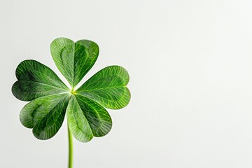 shamrock isolated on white background