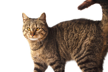 cat raising his tail looks at the camera on a white background