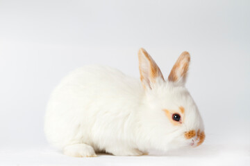 cute bunny on white background