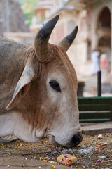 Indie krowy 2023 © Daniel