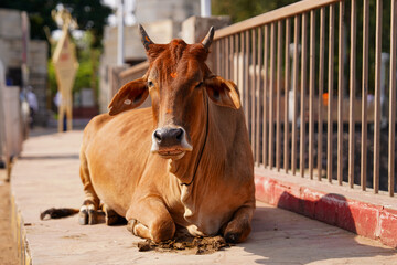 Indie krowy 2023