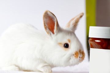 cute rabbit near the jar