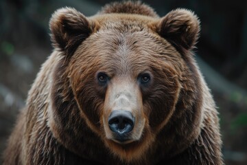 Fototapeta premium A close-up photograph capturing the detailed features of a brown bear's face. Ideal for nature enthusiasts and wildlife documentaries