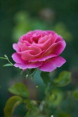 Rosa fucsia en un parque
