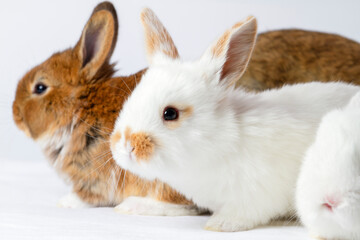 rabbits on a white background