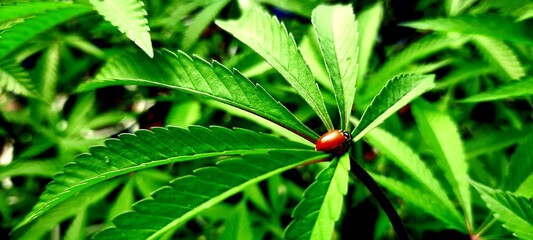 ladybug on cannabis leaf © Joseph
