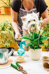 Unrecognizable woman with a white dog in her arms sniffing a plant. Spring and gardening concept.