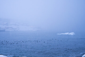 heavy snowstorm, blizzard, with a herd of birds resting on the cold freezing ocean, with icebergs...