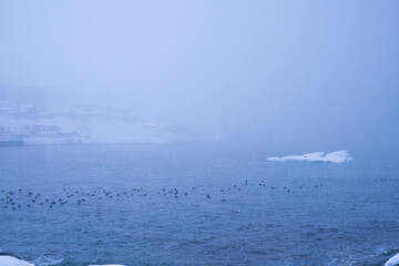 Obraz premium heavy snowstorm, blizzard, with a herd of birds resting on the cold freezing ocean, with icebergs in a cloudy day.