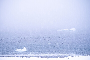 heavy snowstorm, blizzard, with a herd of birds resting on the cold freezing ocean, with icebergs...