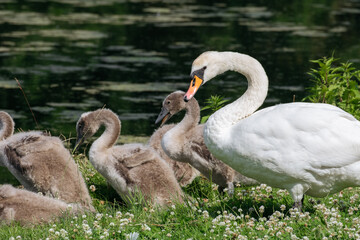Swan and Cygnets by the Lake