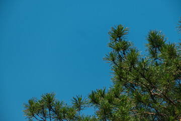 Pine Tree Branches Against Sky