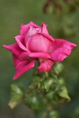 Rosa rosa en un parque