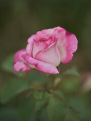 Rosa blanca y rosa en un parque