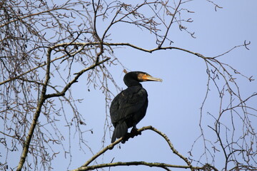 Kormoran (Phalacrocorax carbo)