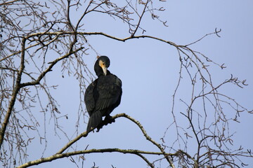 Kormoran (Phalacrocorax carbo)