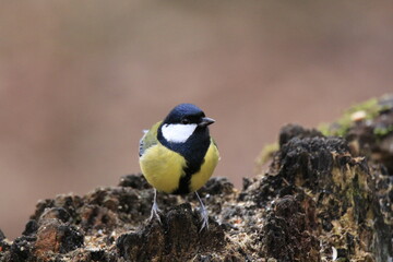 Kohlmeise (Parus major)