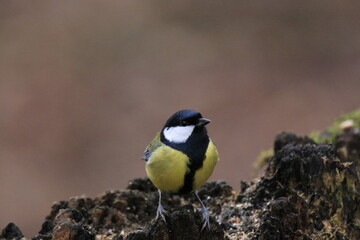 Kohlmeise (Parus major)