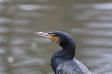 Kormoran (Phalacrocorax carbo)