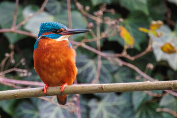 Eisvogel auf einem Ast
