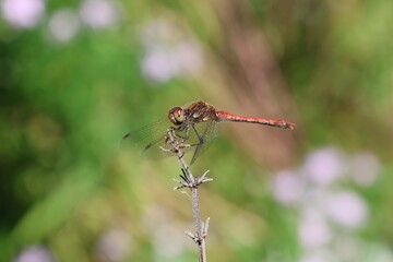 Große Heidelibelle Männchen (Sympetrum striolatum) sitzt auf einem Stock, männliche, rot orange Libelle am Teich