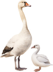 Mama and baby Goose isolated on a transparent background