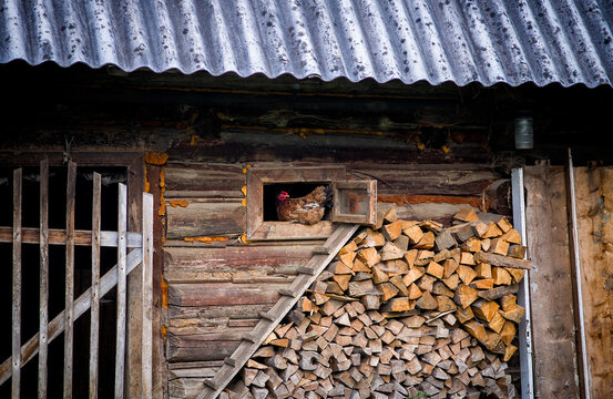 Old village house, a row of firewood, a chicken. Rural landscape.
