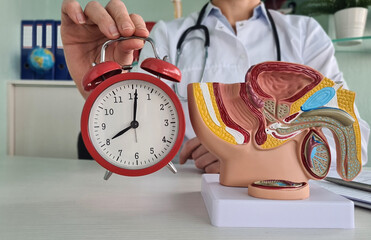 Doctor holding red alarm clock near plastic model of human male urinary system in medical office