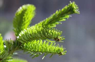 Nordmann fir or Abies nordmanniana branch, shallow depth of field