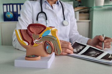 Male Reproductive System Medical Model for Urology Health Education