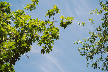 Sunlit Maple Leaves Against Sky