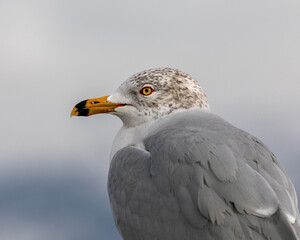 Ring billed gull