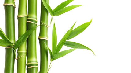 Fototapeta na wymiar Branches of bamboo isolated on transparent background