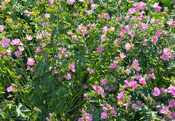 Pink Musk mallow or Malva moschata blooming in the summer garden
