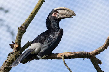 Hornbill on a branch