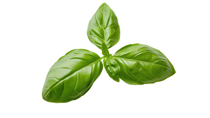 Obraz premium Basil isolated. Basil leaf flat lay on transparent background. Green basil leaves collection top view