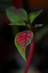 Colorful poinsettia leaves or Christmas flower on black background; Euphorbia pulcherrima