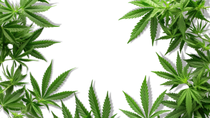 Cannabis Background. Marijuana Frame Green Leaf on transparent