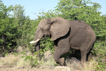 Obraz premium Afrikanischer Elefant / African elephant / Loxodonta africana.