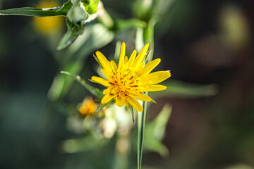 Meadow Salsify Tragopogon pratensis. The flower of yellow salsify. Tragopogon dubius. Blurred dark background, shallow depth of field, nobody, selective focus, copy space for text