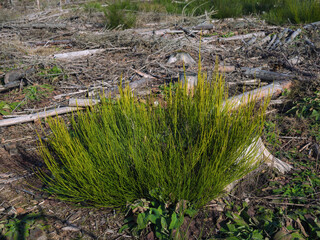 Wald, Marburg, Forst Sonne, Ginsterbusch