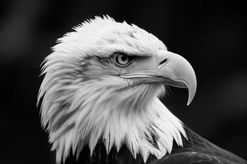 Poster A captivating black and white photo of a majestic bald eagle. Perfect for wildlife enthusiasts and nature-themed projects © Fotograf