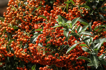 Ornamental buckthorn very rich in fruit and very beneficial in medicine.