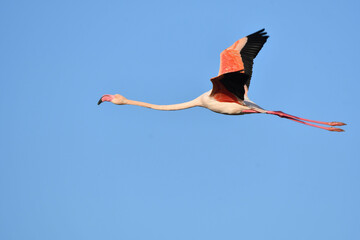 Fototapeta premium Flamingo im Flug
