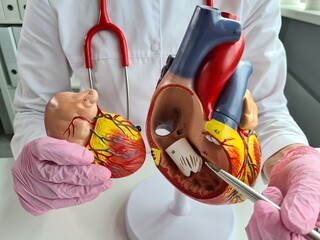 Biology major student examining detailed heart model during classroom science experiment